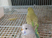 Two baby hens