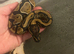 Young bull python