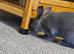 Mini rex male rabbit good bloodline