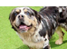 Stunning Old English Bulldog