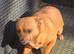 Chihuahua   male 6 years old