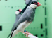 Java finches