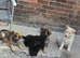 Lunas beautiful first litter