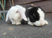 Mini Plush Lops