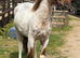 Stunning SHP Type Youngster