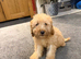 11 weeks old miniature labradoodle ready now for the forever home