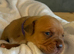 Dogue De Bordeaux in Torbay