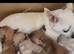 Chihuahua toy size Appel head boy puppy