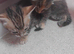 Beautiful Bengal X kittens