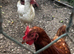 4 laying hens