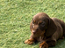 Dachshund puppy