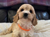 Cavachon x toy poodle puppies
