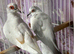 Pied diamond doves
