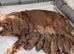 Cavapoo puppys