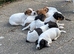 Traditional type Jack Russells