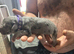 Great Dane Puppies. Merle/Harlequin/Blacks