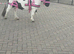Shetland fillies