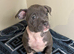 ️Only a few left️ Quality pocket bullies ready for forever homes now️