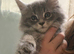 3 beautiful Maine coon boys available