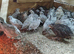 Snow flake bob white quails lovely birds