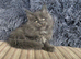 Maine coon kittens