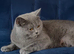 Bella- BSH for Rehoming! I can deliver her if that's any help.