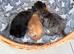 Beautiful Kittens looking for loving homes