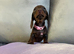 1 left chocolate girl available