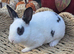 Mini Rex Kits for RESERVE