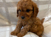 F1 cavapoo puppies fully vet health checked