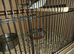 7 this year young zebra finch