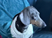 Miniature Dachshund for sale.