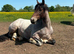 3year old filly