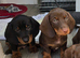 2 beautiful Dachshund READY NOW!