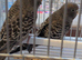 BF budgies
