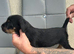 Dog pup 8 weeks