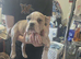 Bulldog puppies 10 weeks boys 5 available