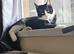 Tuxedo male kitten