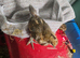 2 silkie Cross warren pair 5 weeks old