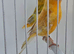BEAUTIFUL PAIR OF YELLOW SATINET X YELLOW ISABEL