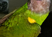Tame, Male, 3 & Half Year Senegal Parrot For New Home