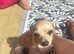 Female cream Chihuahua