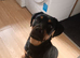 Rottweiler puppy