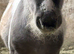 Silver dapple colt