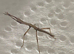 Indian Stick insects