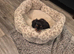 KC Cavalier king Charles Spaniel's puppies for sale