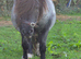 Very sensitively available - Halstock Imogen