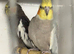 Breeding pairs cockatiels