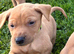 F1 Labrador x Hungarian Vizsla Puppies