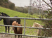 Proven spsbs ride & drive miniature Shetland stallion chestnut